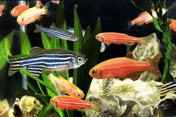 Danios: Energetic Swimmers Bringing Dynamic Vibes to Your Aquarium | Care guide