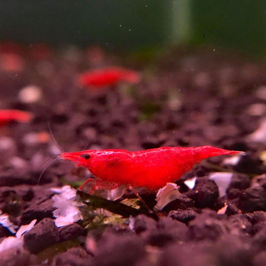 Enhancing Cherry Shrimp Color and Well-Being with Dark Substrates