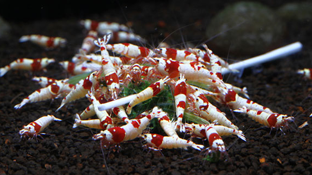 How to keep ornamental shrimps? Keys to success!