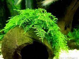 Xmas Moss Care Guide: Creating a Festive Aquascape in Your Aquarium