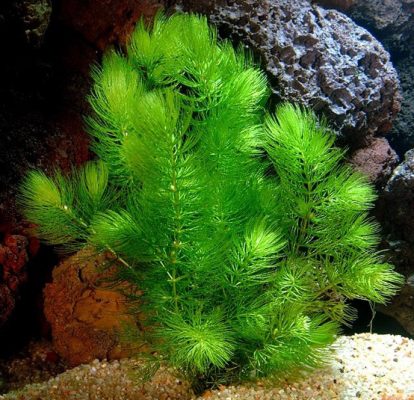 What is Foxtail Aquarium Plant and Its Role in Aquarium Tanks