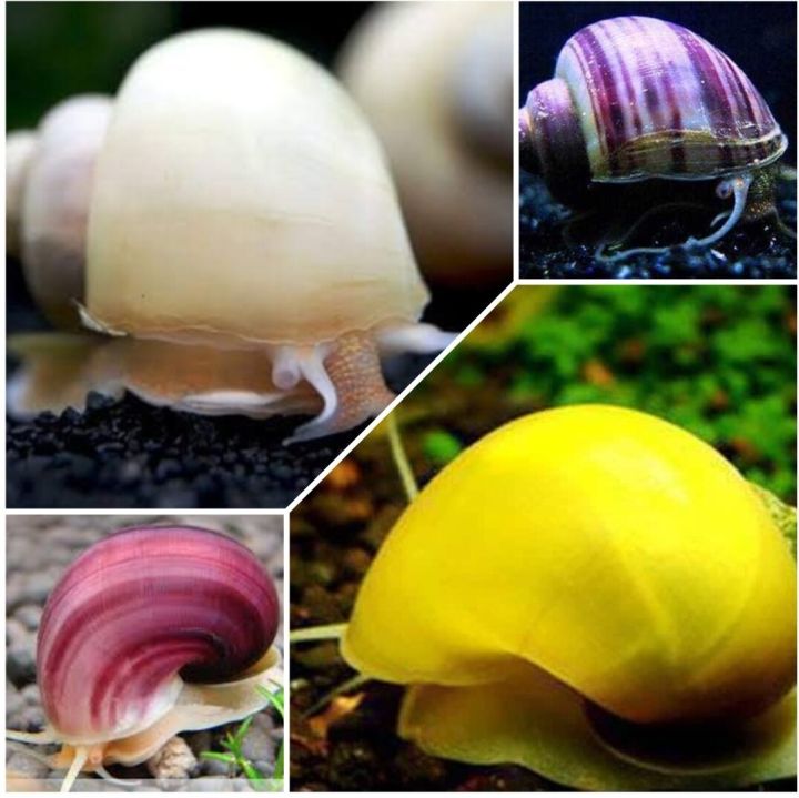 Care Guide for Mystery Snails: A Complete Handbook for Happy and Healthy Pets