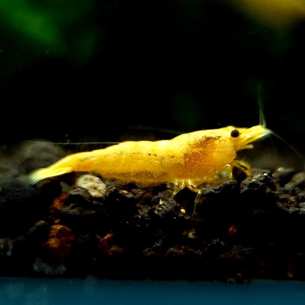 Bright Delight: Exploring the Charms of Yellow Cherry Shrimp in Aquariums | AuShrimpHome