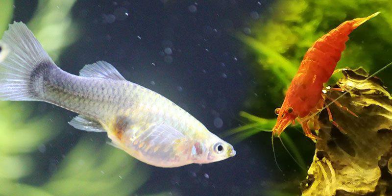 Top Tankmates for Cherry Shrimp: Choosing Compatible Companions