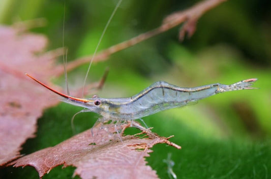 Red Nose Shrimp -The best aquarium algae eating Shrimps | Care Guilde | AuShrimpHome