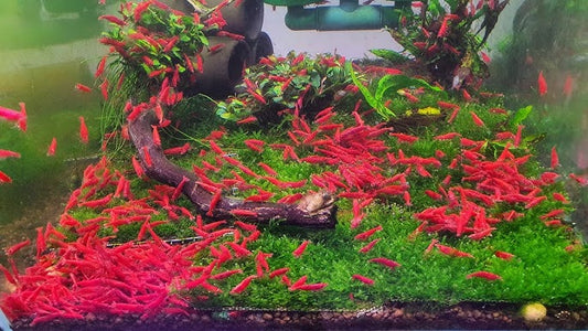 What are the best plants to pair with cherry shrimp