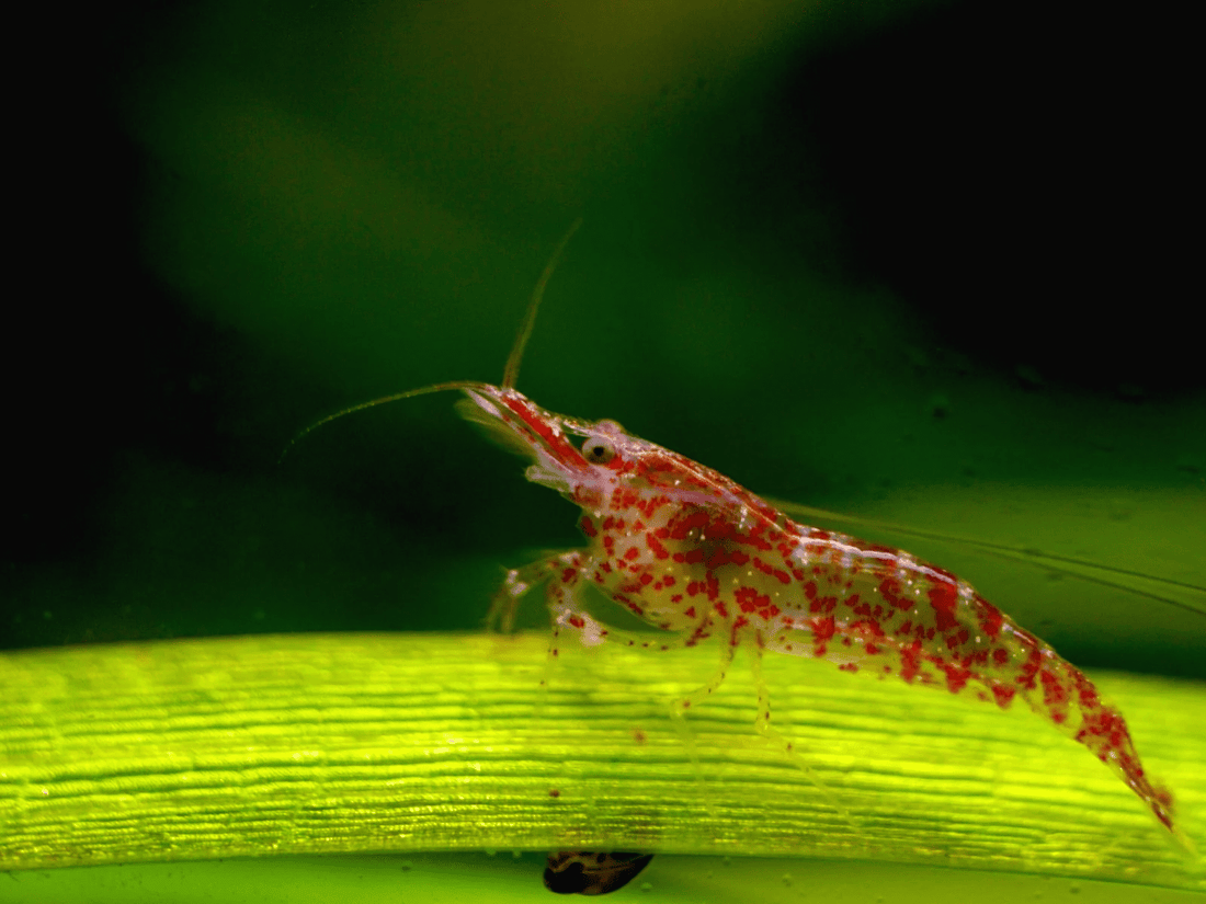 Why Your Cherry Shrimp May Appear Pale: Causes and Solutions