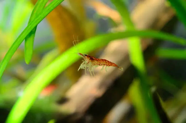 Why Shrimp Swim Around in a New Tank