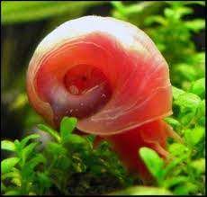 Guide to Caring for Ramshorn Snails | Aquarium Snails