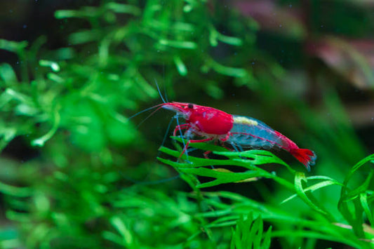 How to Keep Cherry/Neocaridinar Shrimp- Hard or Easy?