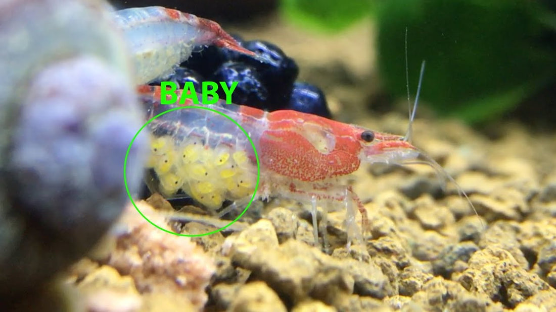 What are the signs that a female cherry shrimp is ready to mate