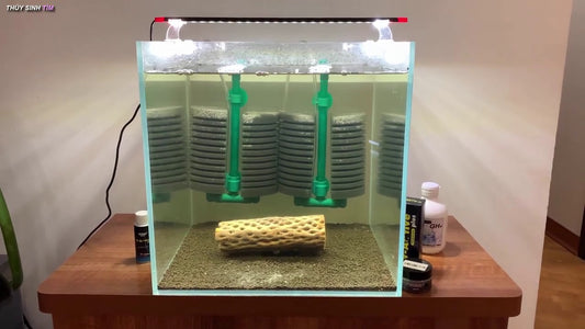 The Roles of Sponge Filters in Aquarium Shrimp Tanks