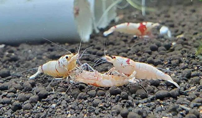 Methods to Treat Bacterial Infections in Cherry Shrimp