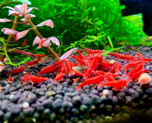 How can I breed cherry shrimp successfully