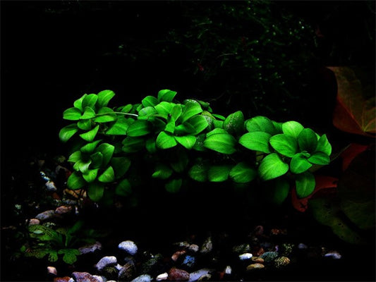 The Complete Guide to Anubias Plant Care in Aquariums | AuShrimpHome