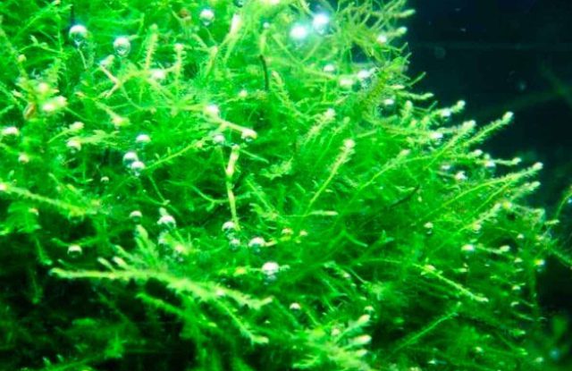 Java Moss Care Guide - Easy Keeping Moss for Your Fish Tank