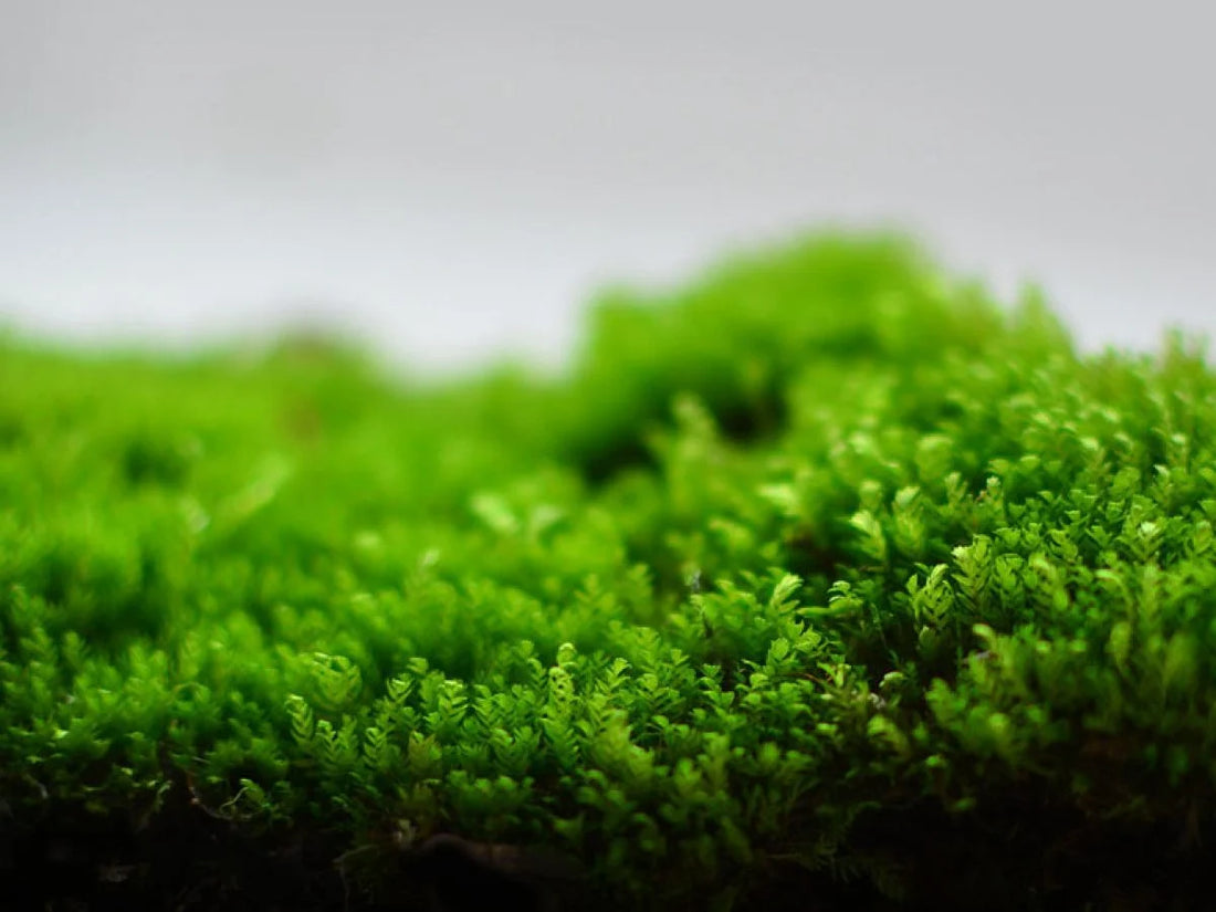"Mini Fissidens Care Guide: Tips for Thriving Moss in Your Aquarium"