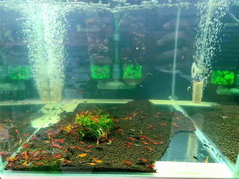 How can I monitor water quality to optimize cherry shrimp breeding