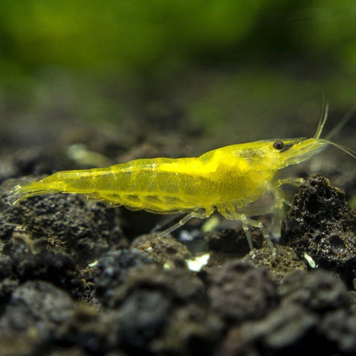 How do saddle markings on cherry shrimp look like