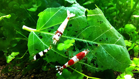 Mulberry leaves-significant food source for aquatic shrimps