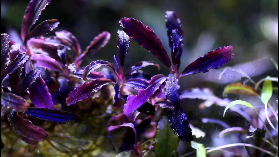 Bucephalandra: A Guide to Hardy and Stunning Aquarium Plants