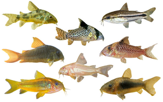 Care Guide for Corydoras Catfish: Charming Bottom Dwellers for a Thriving Aquarium