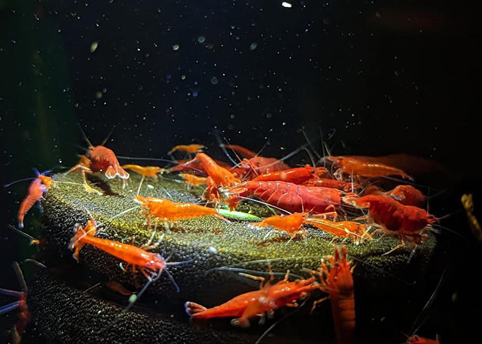 Comprehensive Guide to Cherry Shrimp (Neocaridina davidi): Care, Habitat, and Breeding