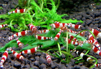 What are the best foods to feed shrimp in an aquarium