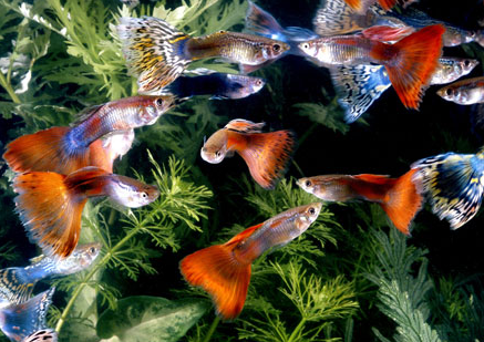 Assorted Indo Guppies | Male