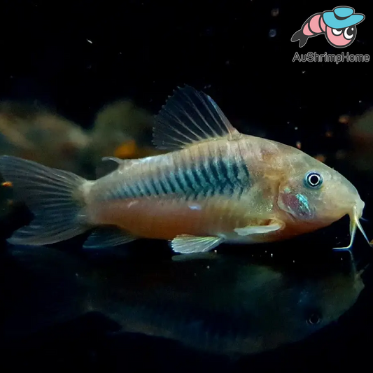 Corydoras | Coffee/Bronze