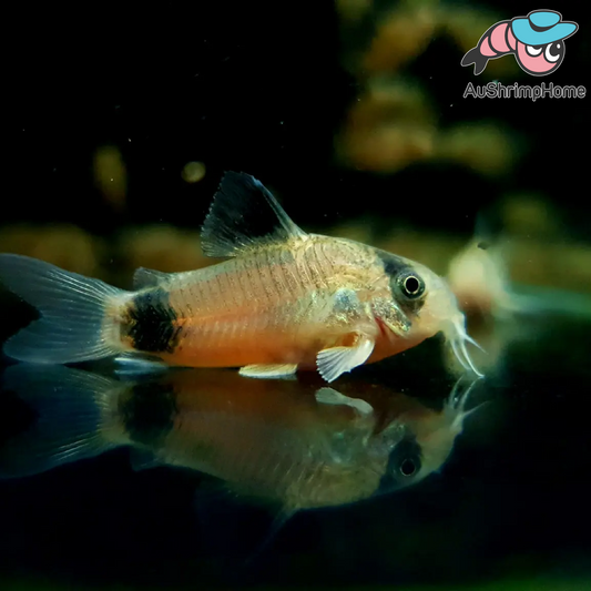 Corydoras | Panda