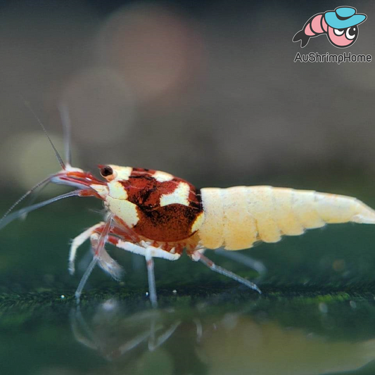 Pinto Mosura Spotted Red Head | Rare