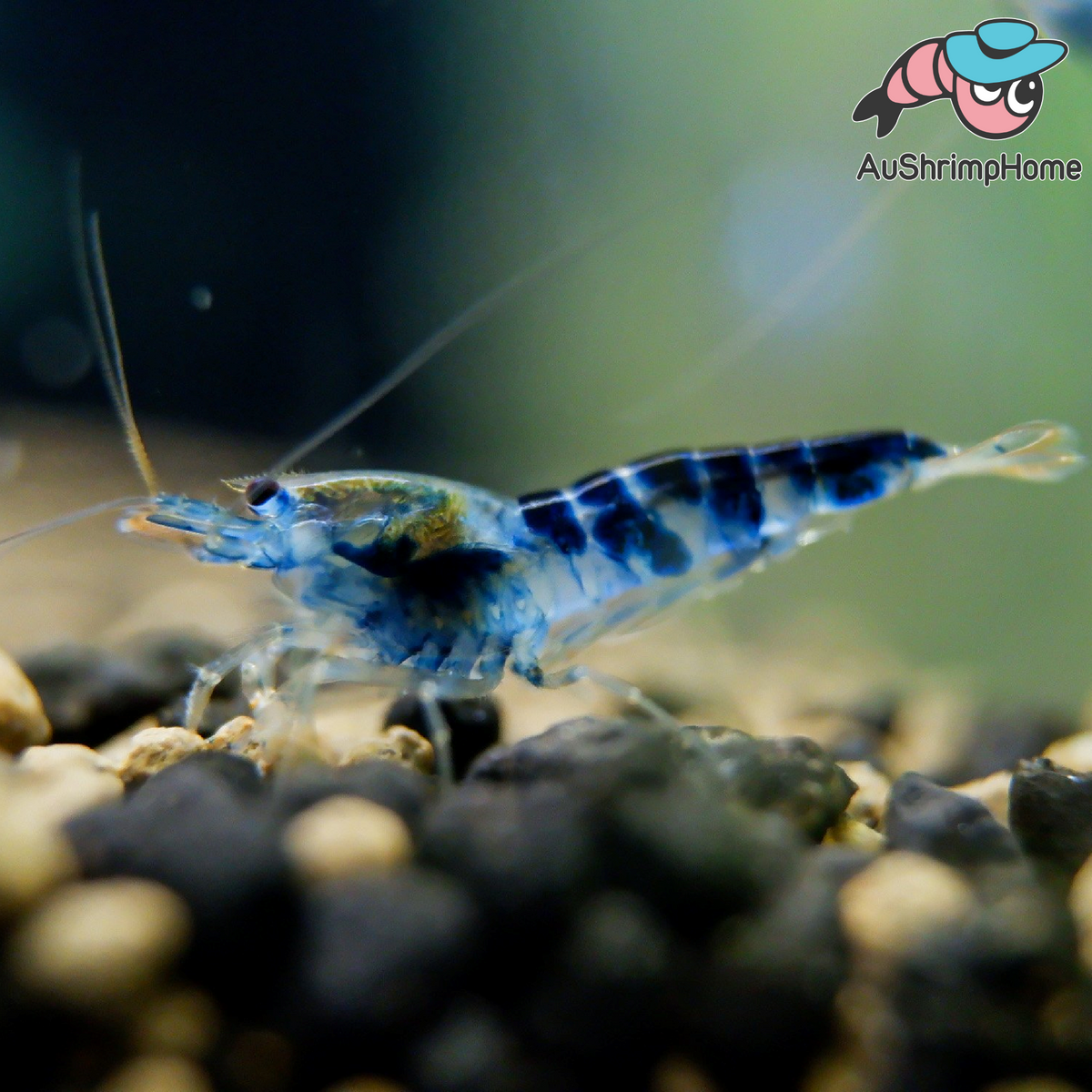 Blue Dragon Shrimp Germany Shrimp Aquarium | Caridinar Shrimp for Sale ...