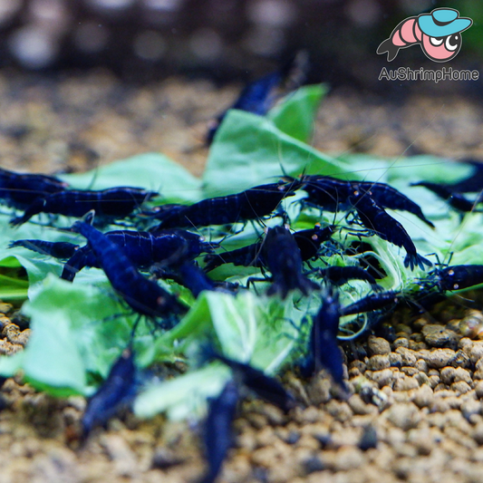 Royal Orange Eyes Blue Tiger