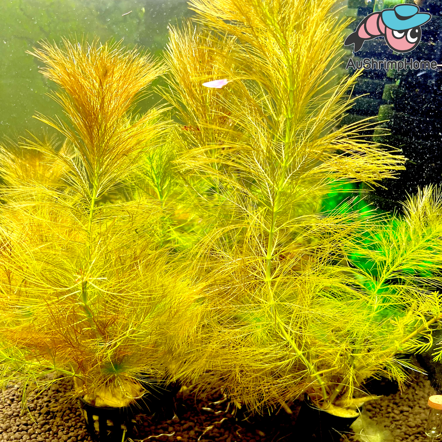 Parrot Feather | Myriophyllum aquaticum