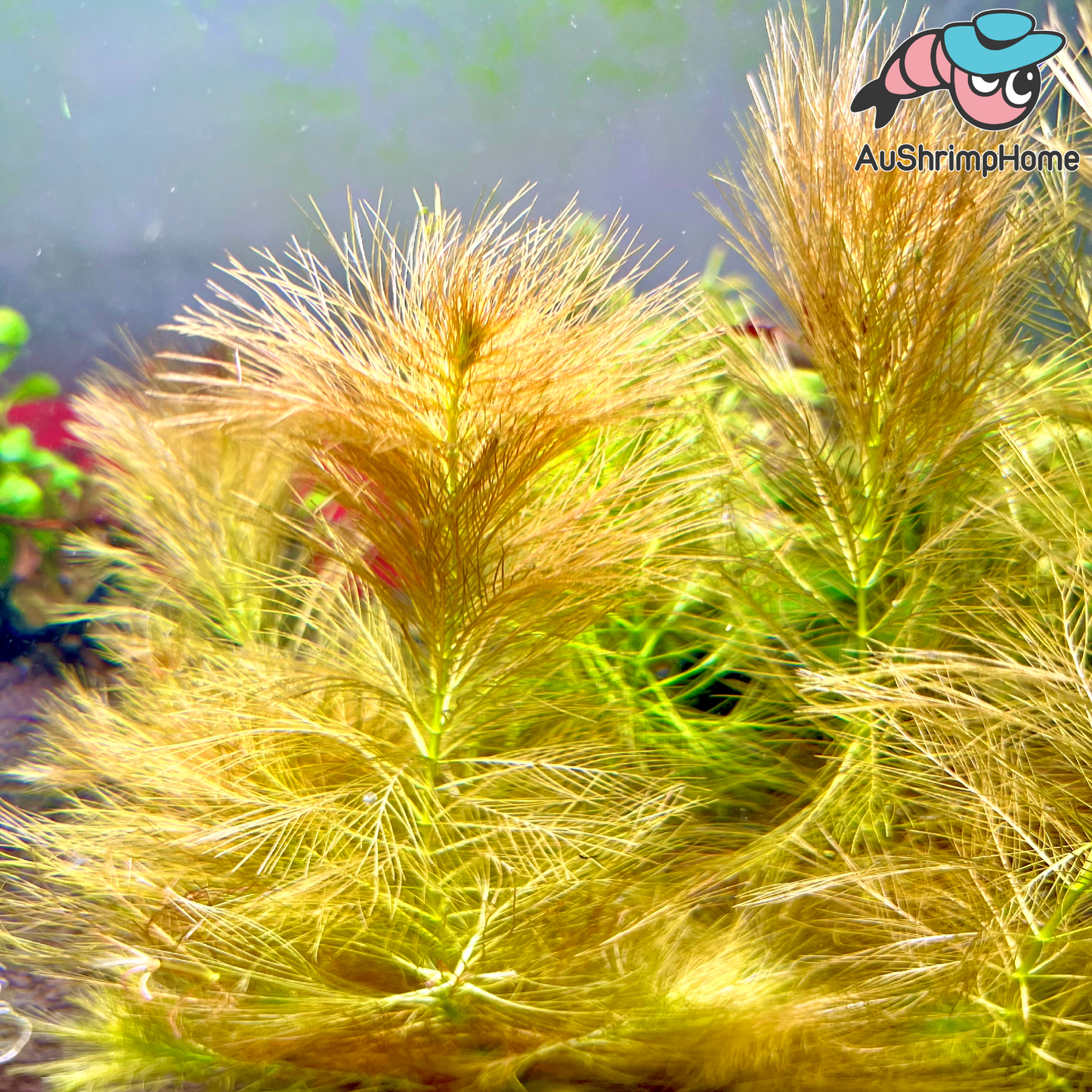 Parrot Feather | Myriophyllum aquaticum