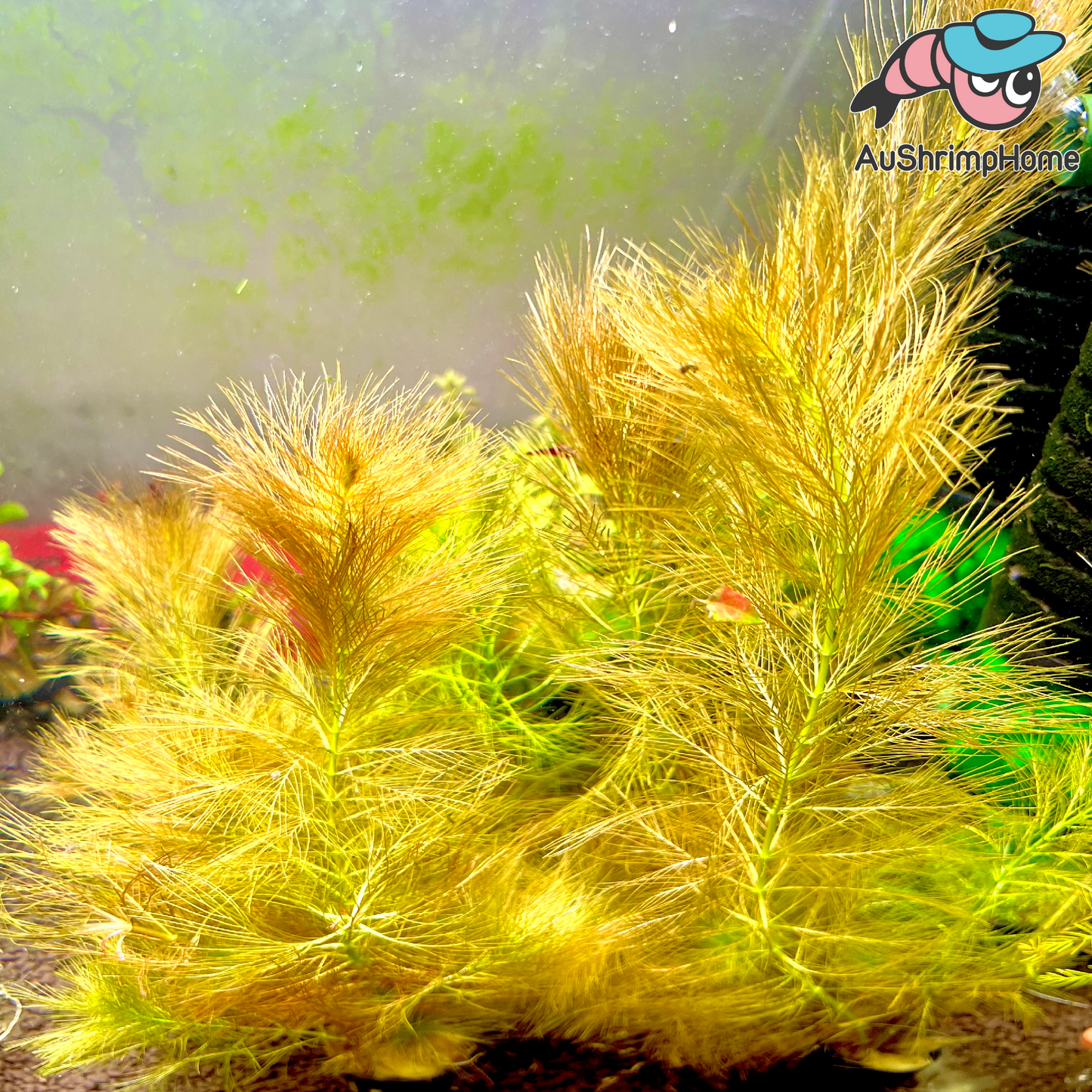 Parrot Feather | Myriophyllum aquaticum