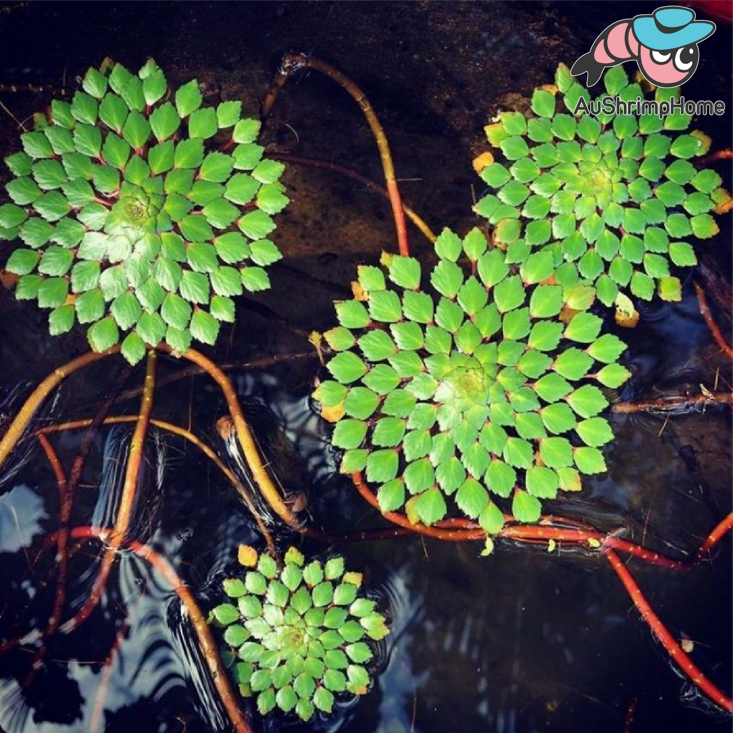 Ludwigia sedoides | Floating Moisac