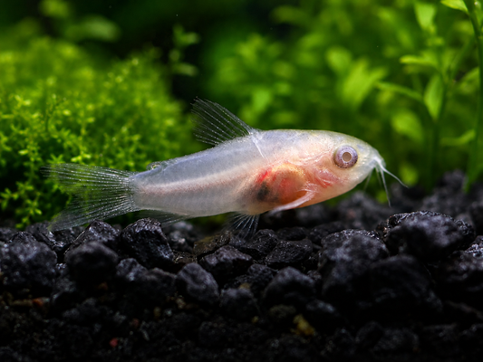 Corydoras  | Pygmy Albino (Rare)