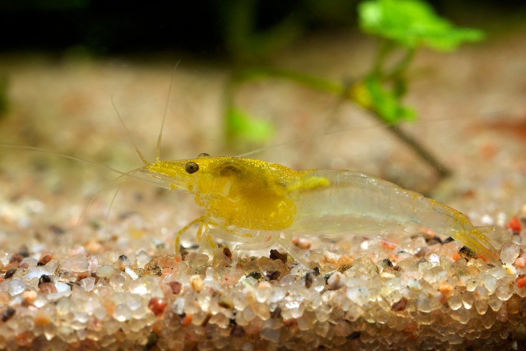 Yellow Rili | Low/Medium Grade