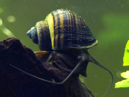 Mystery Snail | Brown/Black