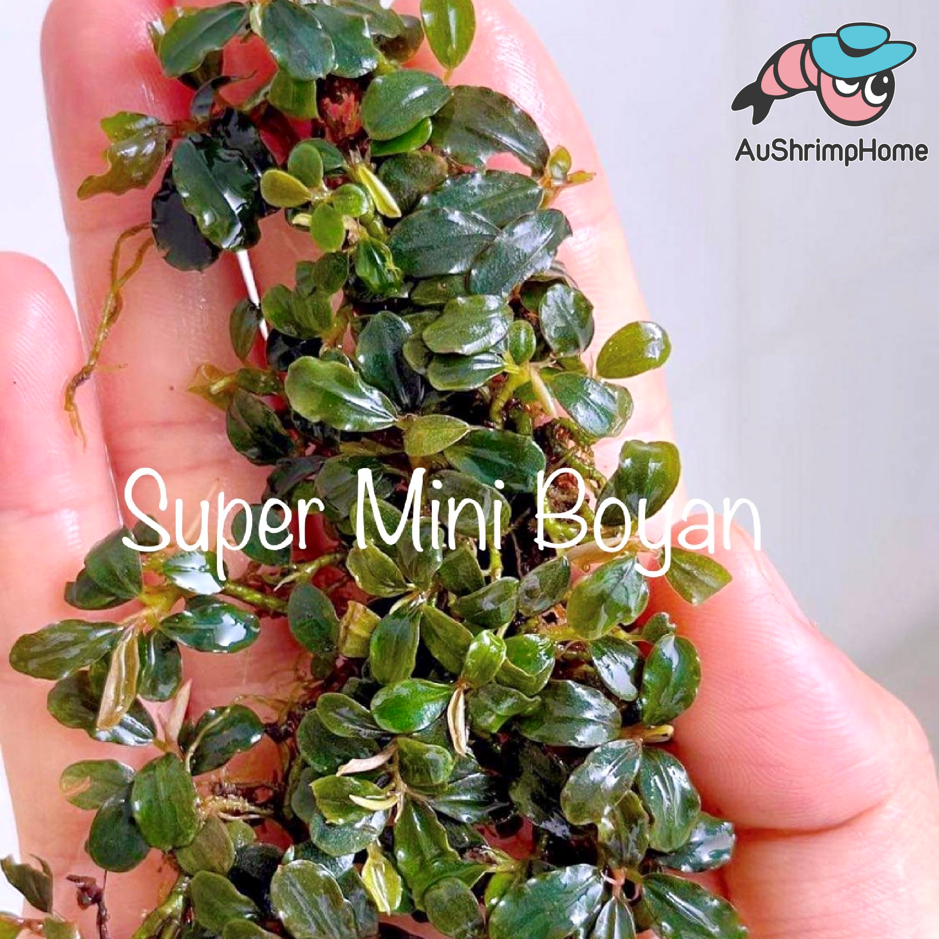Exquisite Super Mini Boyan Bucephalandra: Captivating Aquatic