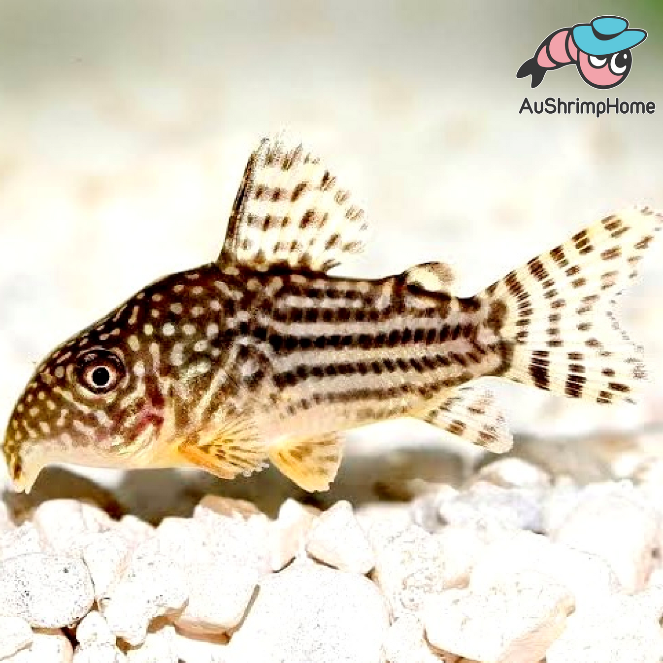 Corydoras Sterbai for Sale Australia The Charming Catfish for Your