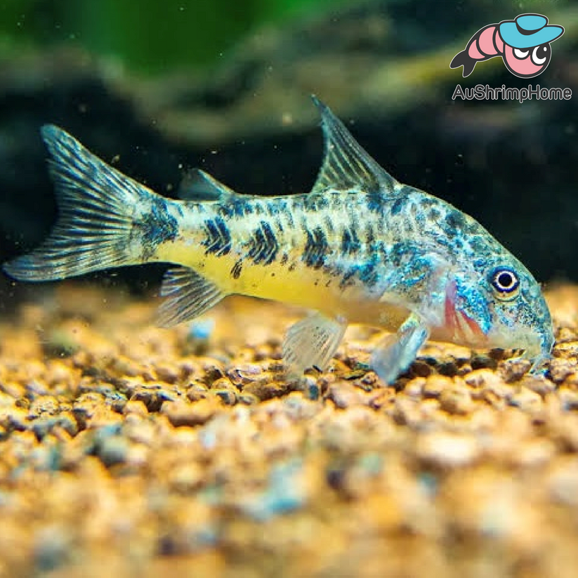 Corydoras Peppered for Sale Australia | The Charming Catfish for Your ...