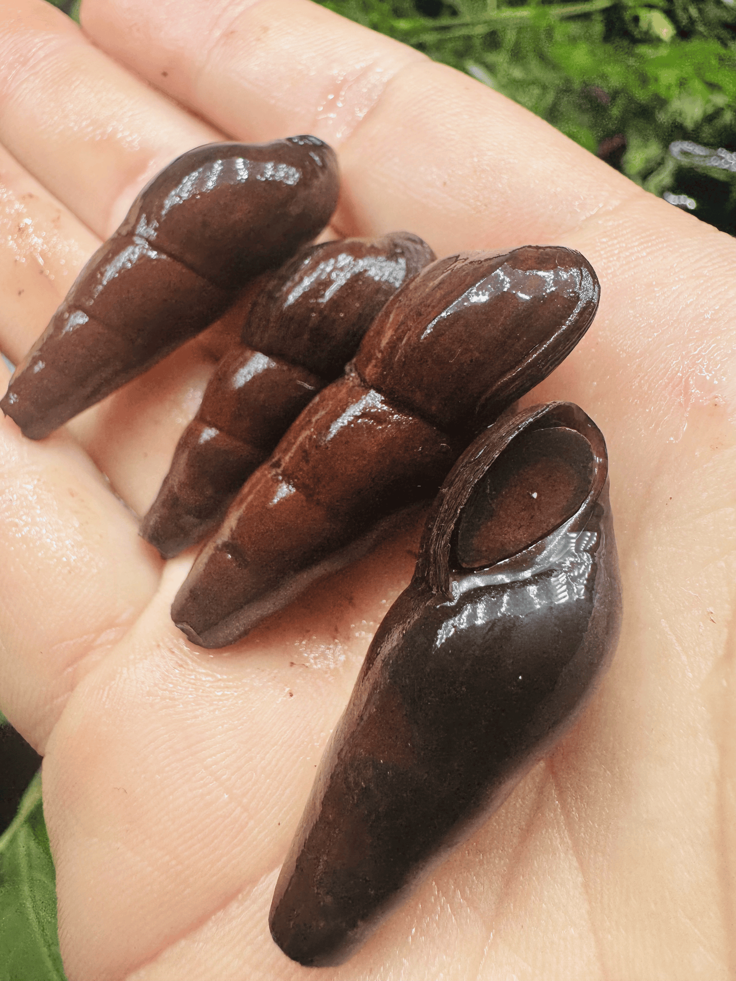 Black Devil Snail