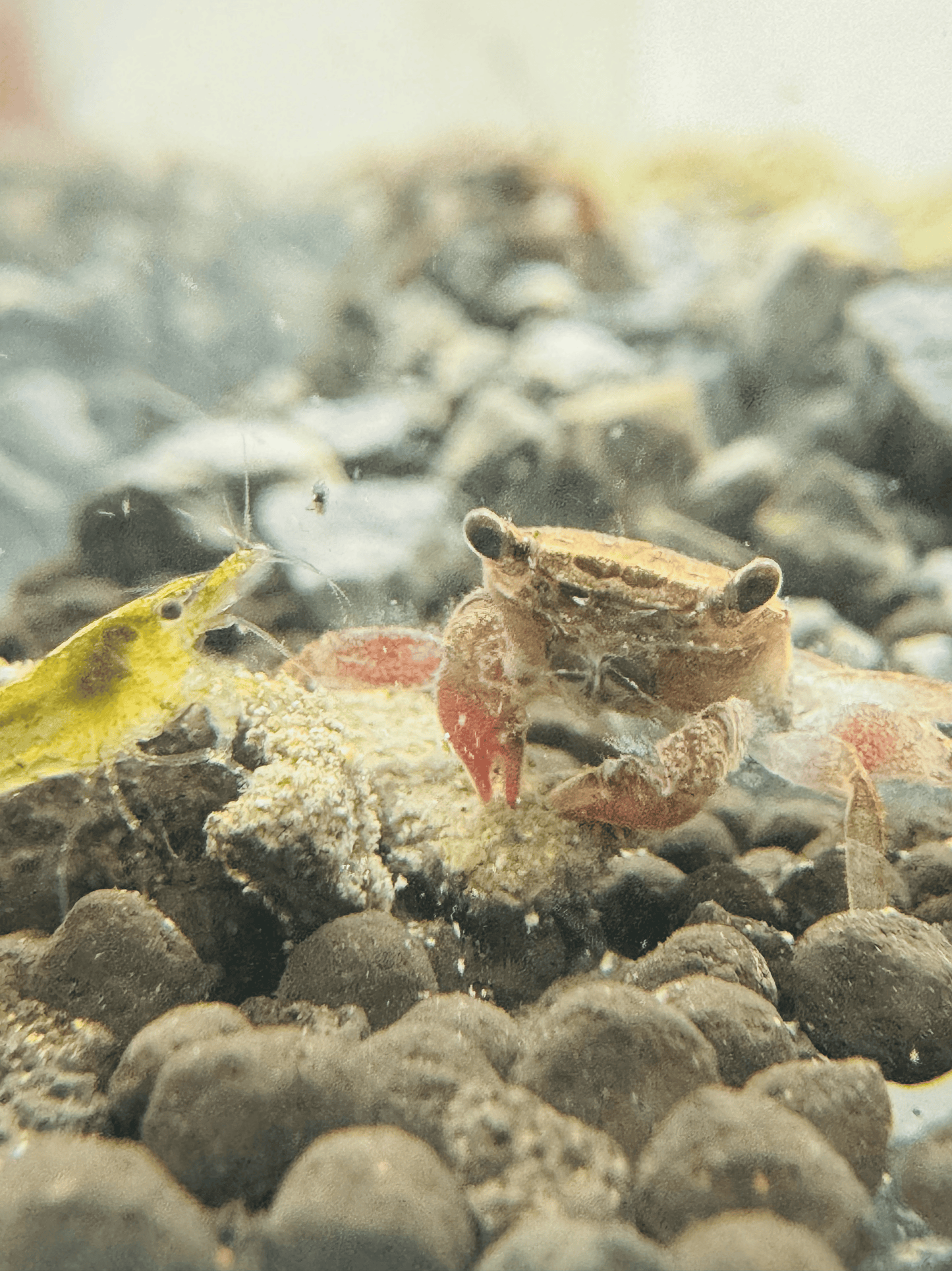 Freshwater Crab |~3-4cm