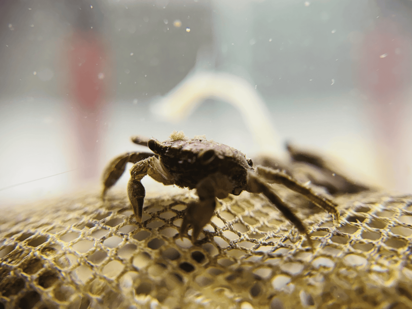 Freshwater Crab |~3-4cm