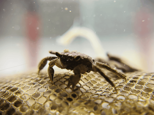 Freshwater Crab |~3-4cm