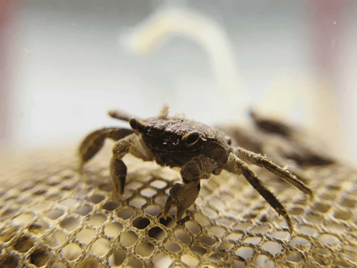Freshwater Crab |~3-4cm