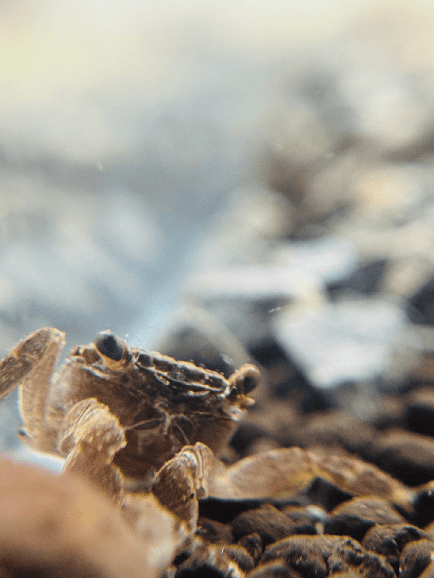 Freshwater Crab |~3-4cm